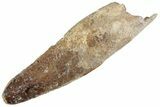 Fossil Spinosaurus Tooth - Real Dinosaur Tooth #367945-1